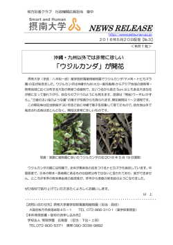 薬用植物園で「ウジルカンダ」が開花