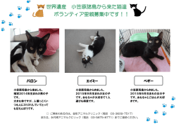 世界遺産 小笠原諸島から来た猫達 ボランティア里親募集中です！！