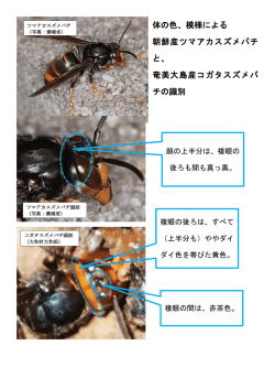 特定外来生物情報