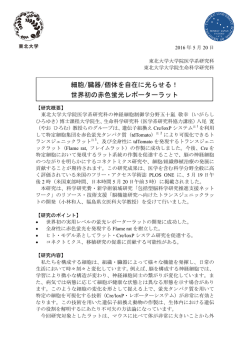 プレスリリース詳細 - 東北大学大学院医学系研究科・医学部