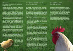 Info-Flyer zur Hühnerhaltung auf dem Rautenbachhof