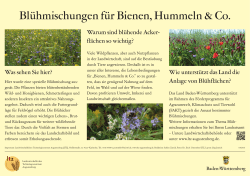 Blühmischungen für Bienen, Hummeln & Co.