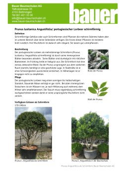 Prunus lusitanica Angustifolia/ portugiesischer Lorbeer schirmförmig