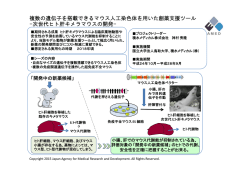 複数の遺伝子を搭載できるマウス人工染色体を用いた創薬支援ツール