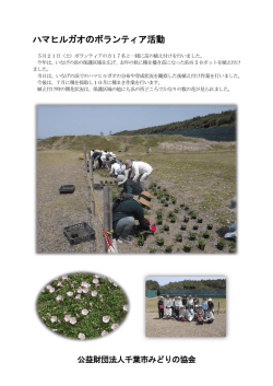 ボランティアの方々とハマヒルガオの苗を植え付け