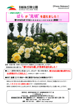 季節の花便り～ばらが&ldquo;見頃&rdquo;を迎えました！