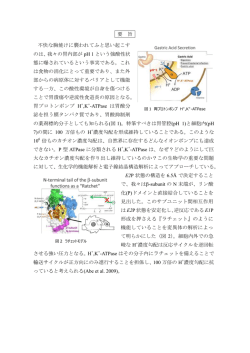 要 旨 不快な胸焼けに襲われてふと思い起こす のは、我々の胃内部が