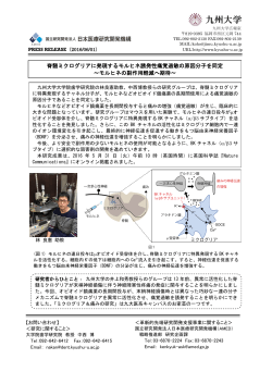 脊髄ミクログリアに発現するモルヒネ誘発性痛覚過敏の原因