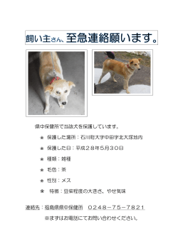 県中保健所で当該犬を保護しています。 保護した場所：石川町大字中田