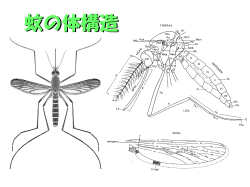蚊の種類同定で重要な形質