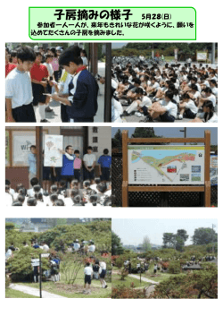 子房摘みの様子 5月28(日)