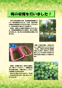 梅の摘み取り/PDF( 357KB )