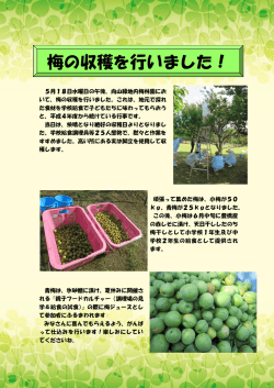 梅の摘み取り/PDF( 357KB )