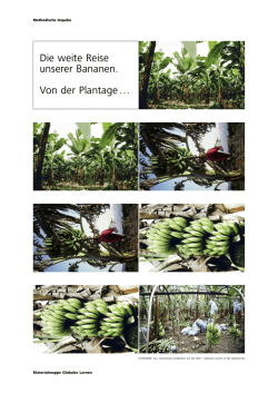 Die weite Reise unserer Bananen. Von der