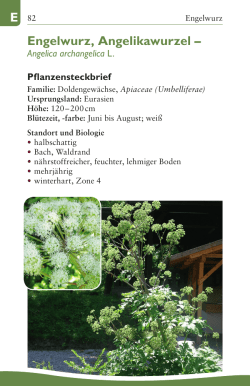 E 82 Engelwurz, Angelikawurzel &ndash;
