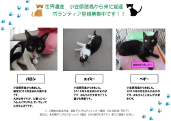 世界遺産 小笠原諸島から来た猫達 ボランティア里親募集中です！！