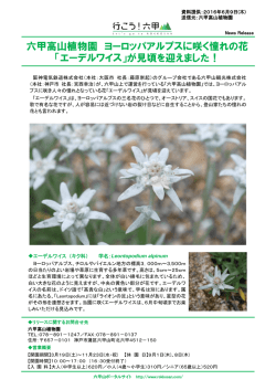 六甲高山植物園 ヨーロッパアルプスに咲く憧れの花 「エーデルワイス」が