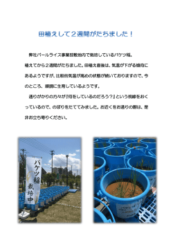 田植えして2週間がたちました！
