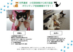 世界遺産 小笠原諸島から来た猫達 ボランティア里親募集中です！！