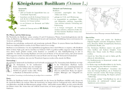 Königskraut: Basilikum (Ocimum L.)