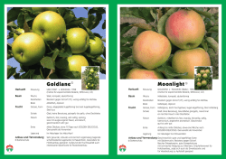 Infoblatt: Goldlane