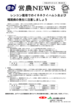 レンコン栽培でのイネネクイハムシおよび 褐斑病の発生に注意しましょう