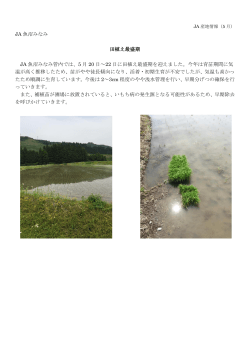 JA 魚沼みなみ 田植え最盛期 JA 魚沼みなみ管内では、5 月 20 日～22