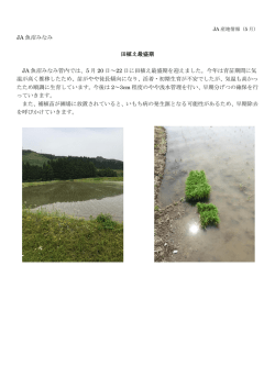 JA 魚沼みなみ 田植え最盛期 JA 魚沼みなみ管内では、5 月 20 日～22