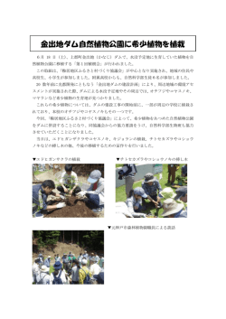 金出地ダム希少植物栽培