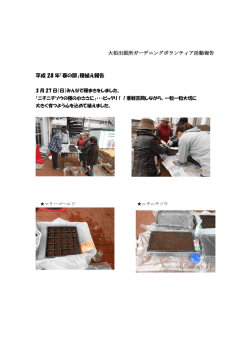 大柏出張所ガーデニングボランティア活動報告 平成 28 年「春の部」種