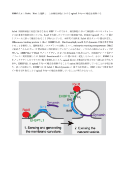 EHBP1L1 は Rab8，Bin1 と連携し，上皮極性細胞における apical 方向