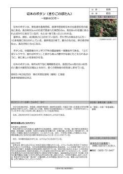 切木のボタン（きりごのぼたん）