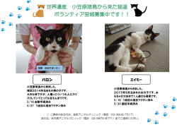 世界遺産 小笠原諸島から来た猫達 ボランティア里親募集中です！！