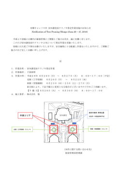本郷キャンパス内 安田講堂前クスノキ剪定作業実施のお知らせ