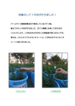コシヒカリ こがねもち 田植えして1か月がたちました! パールライス事業部