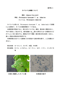 （参考2） 本病に罹病したタバコ葉 本病菌の胞子