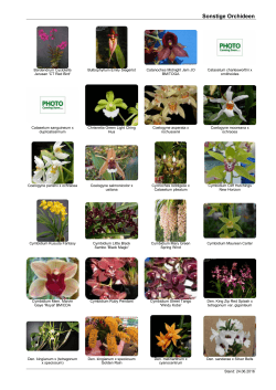 Sonstige Orchideen - Orchideen und Orchideenzubehör der