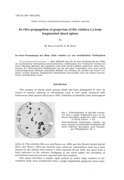 In vitro propagation of grapevine (Vitis vinifera L.) from fragmented