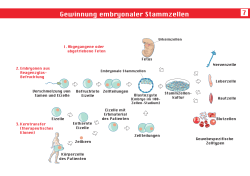 Gewinnung embryonaler Stammzellen 7