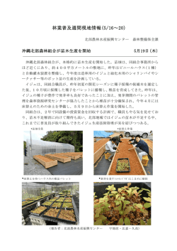 北部森林組合の苗木生産開始（PDF：221KB）