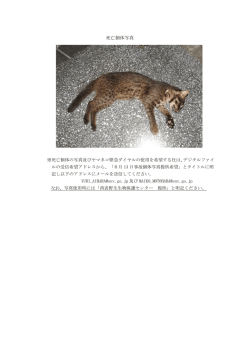 死亡個体写真