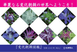 華麗なる変化朝顔の世界へようこそ！