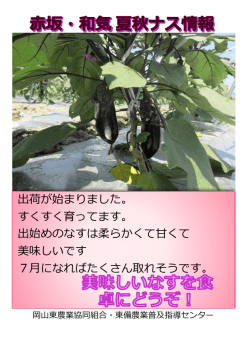 出荷が始まりました。 すくすく育ってます。 出始めのなすは柔らかくて甘く