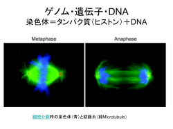 ゲノム・遺伝子・DNA