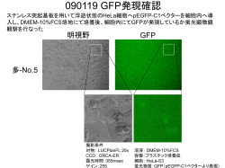 090119 GFP発現確認 miyano