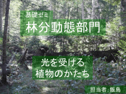 光が葉に届くまで
