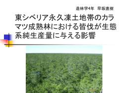 東シベリア永久凍土地帯のカラマツ成熟林における皆伐が生態系純生産