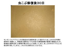 虫こぶ修復後2日 虫こぶ修復後9日 虫こぶ修復後14日 虫こぶ修復後