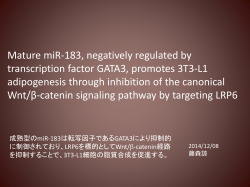 成熟型のmiR-183は転写因子であるGATA3により抑制的に制御されており
