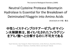 脱イミノ化されたフィラグリンをアミノ酸へと分解するのに不可欠である